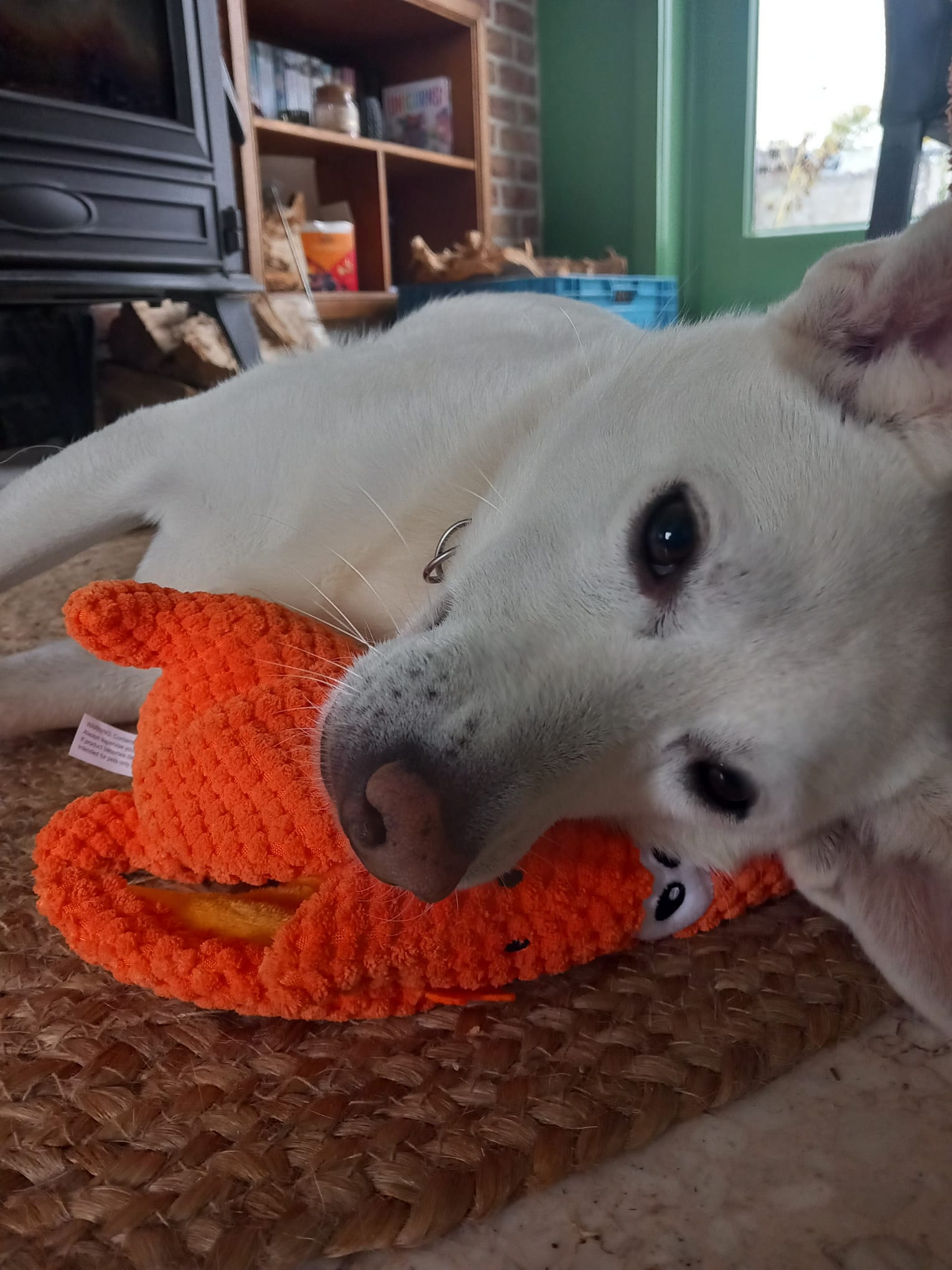 White dog playing with an orange toy resembling a fox on a carpeted floor.